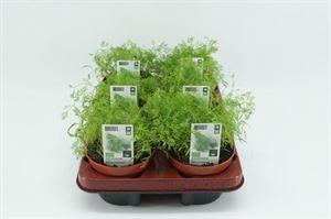 Afbeelding van Dille